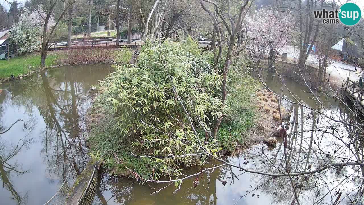 Yellow-cheeked gibbon Zoo Ljubljana livecam