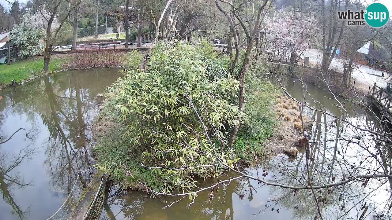 Gibbon à joues jaunes Zoo Ljubljana live cam
