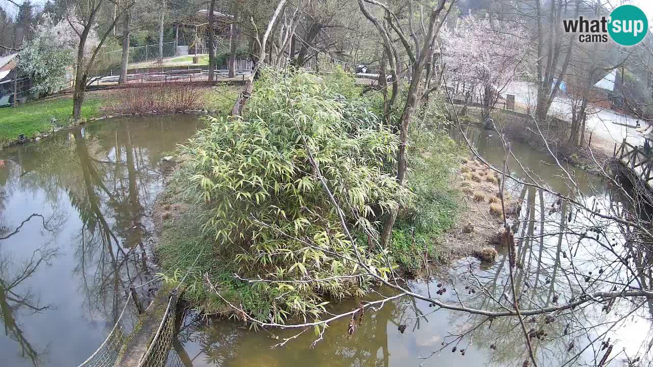 Gibon – Nomascus gabriellae – Zoo Ljubljana web kamera