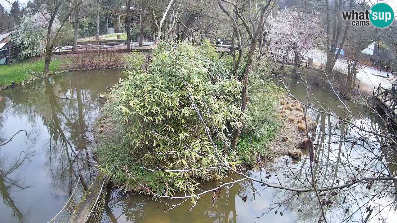 Yellow-cheeked gibbon Zoo Ljubljana livecam