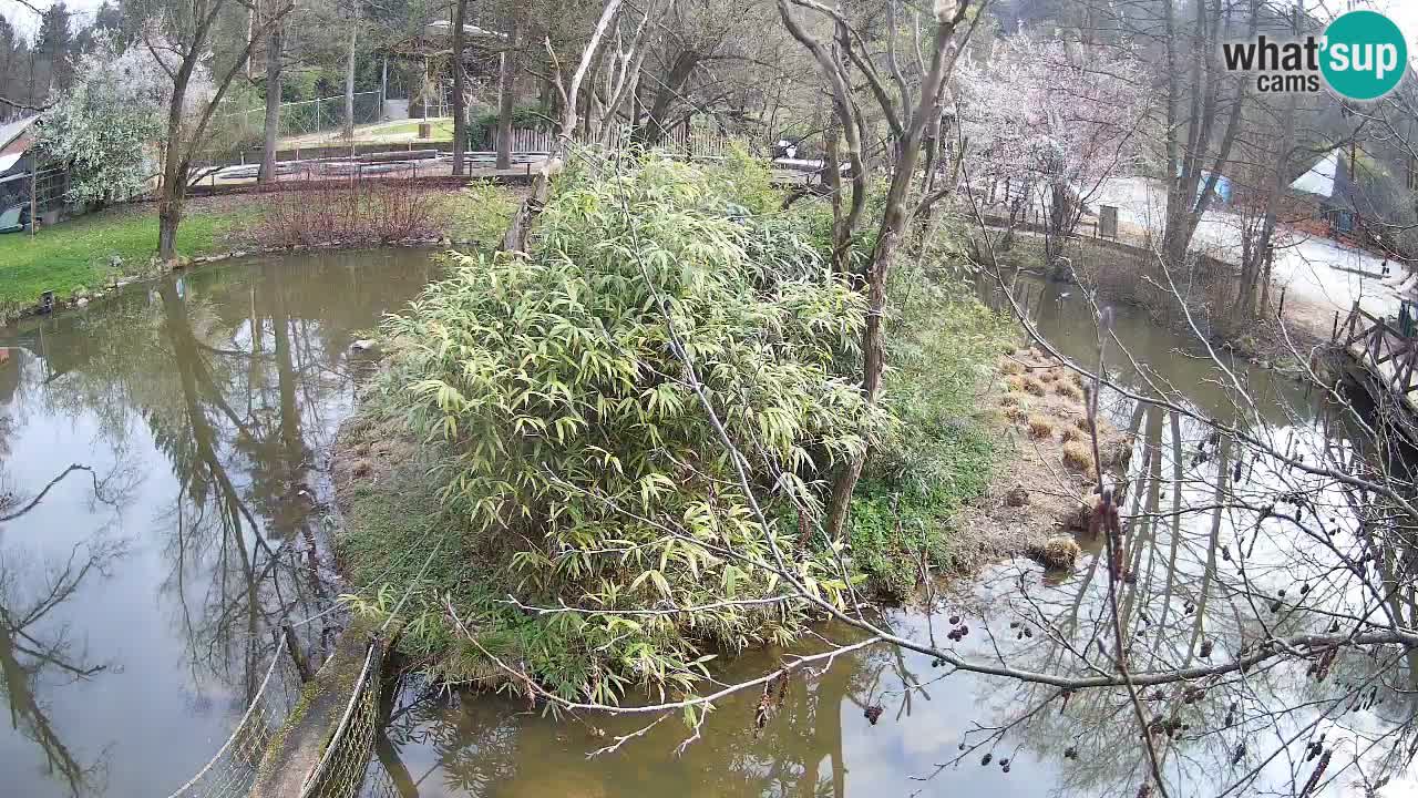 Gibbon à joues jaunes Zoo Ljubljana live cam