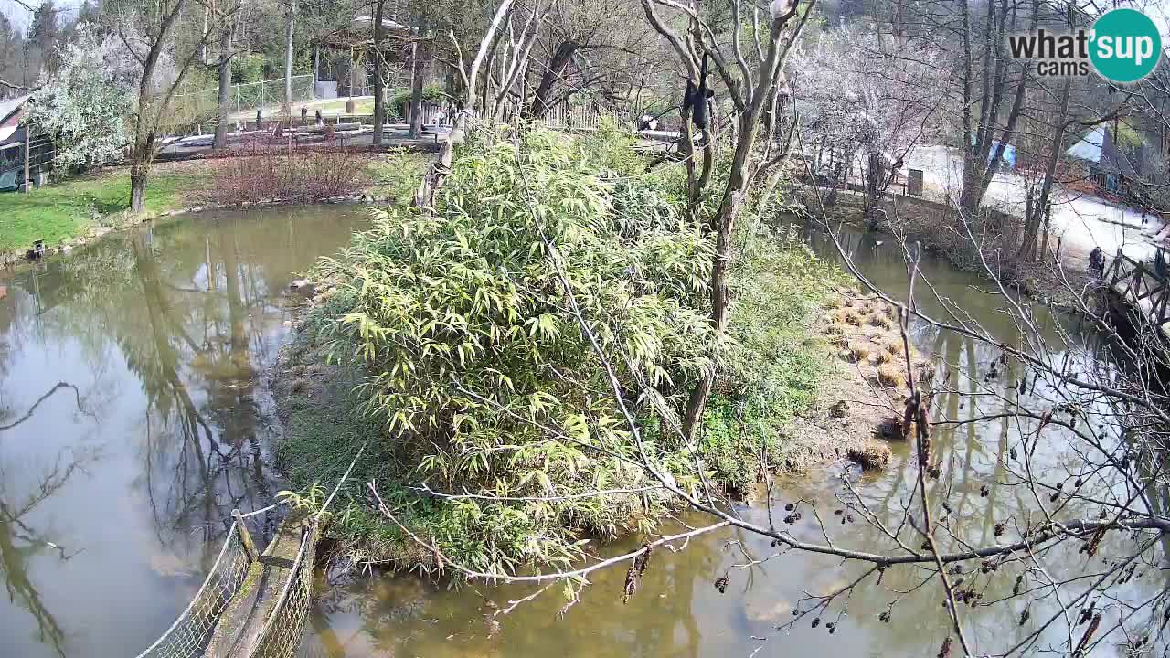 Gibon – Nomascus gabriellae – Zoo Ljubljana web kamera