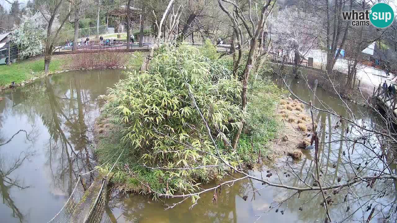 Yellow-cheeked gibbon Zoo Ljubljana livecam