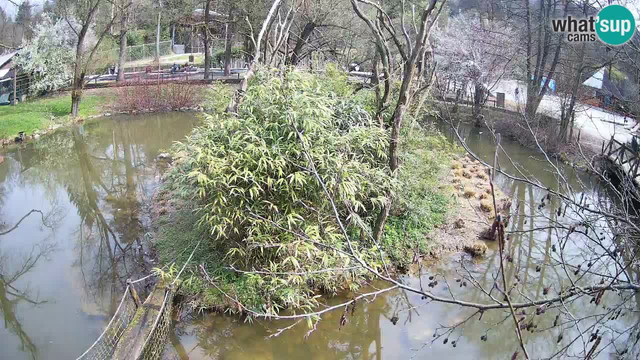 Gibbon à joues jaunes Zoo Ljubljana live cam