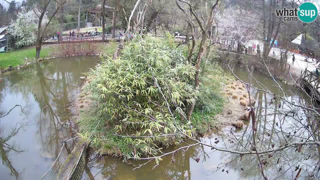 Gibbone dalle guance rosa nello ZOO di Ljubljana