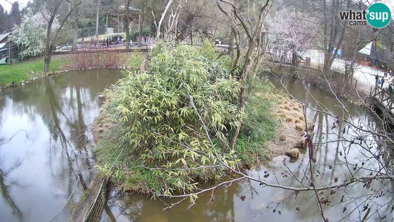 Gibbone dalle guance rosa nello ZOO di Ljubljana