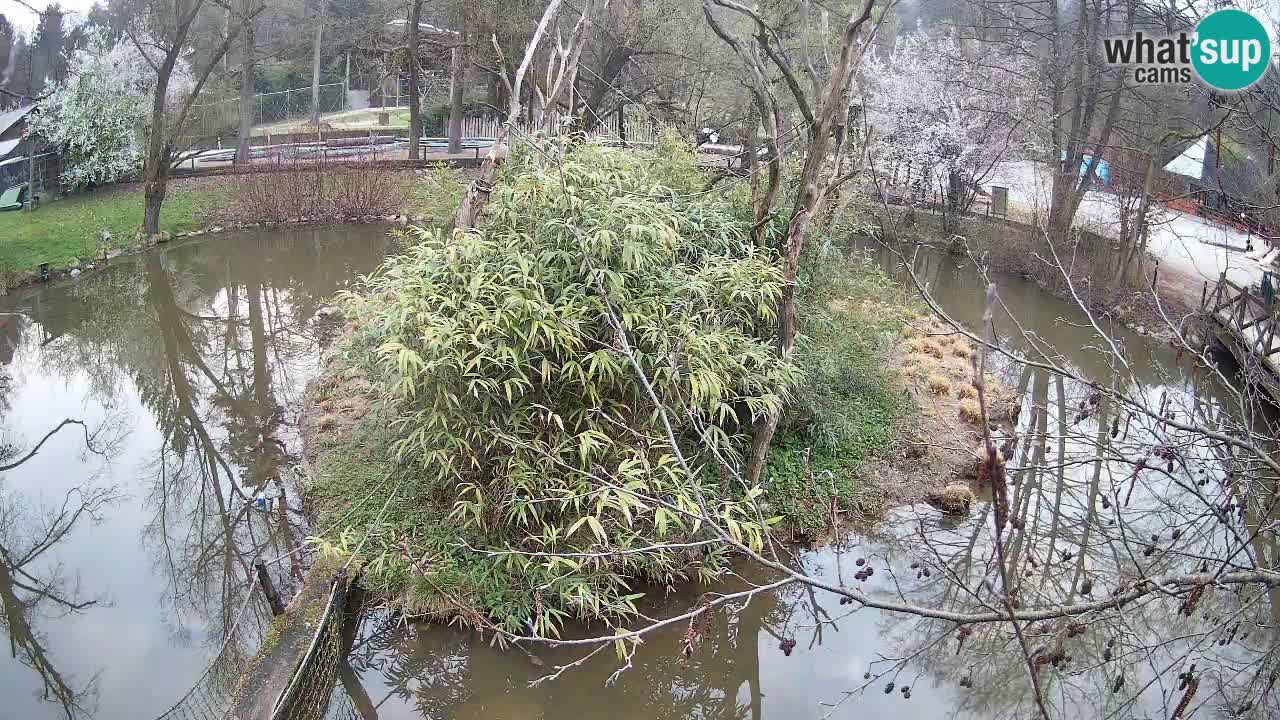Zlatolični gibon živalski vrt Ljubljana