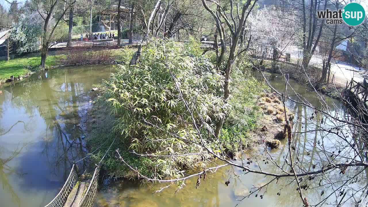 Yellow-cheeked gibbon Zoo Ljubljana livecam