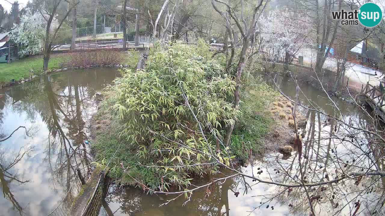 Südlicher Gelbwangen-Schopfgibbon Zoo Ljubljana webcam