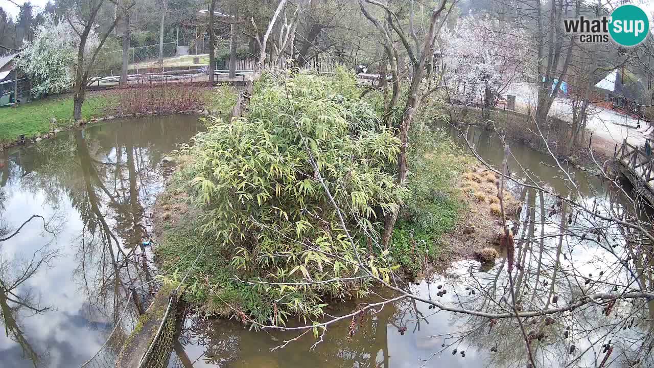 Yellow-cheeked gibbon Zoo Ljubljana livecam