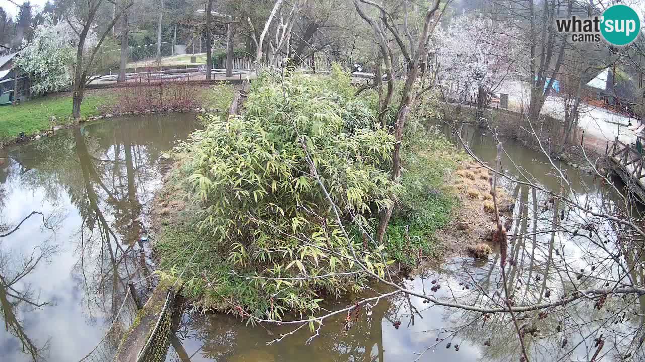 Yellow-cheeked gibbon Zoo Ljubljana livecam