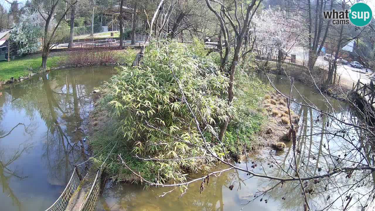 Gibbon à joues jaunes Zoo Ljubljana live cam