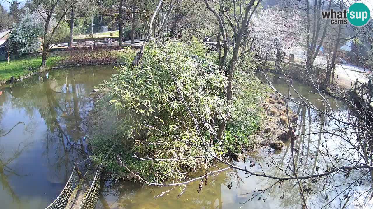 Gibbon à joues jaunes Zoo Ljubljana live cam