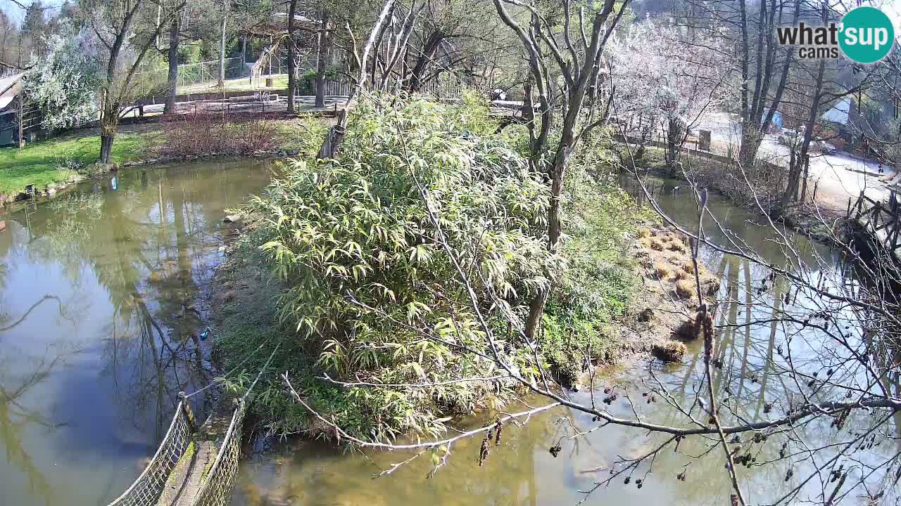 Zlatolični gibon živalski vrt Ljubljana