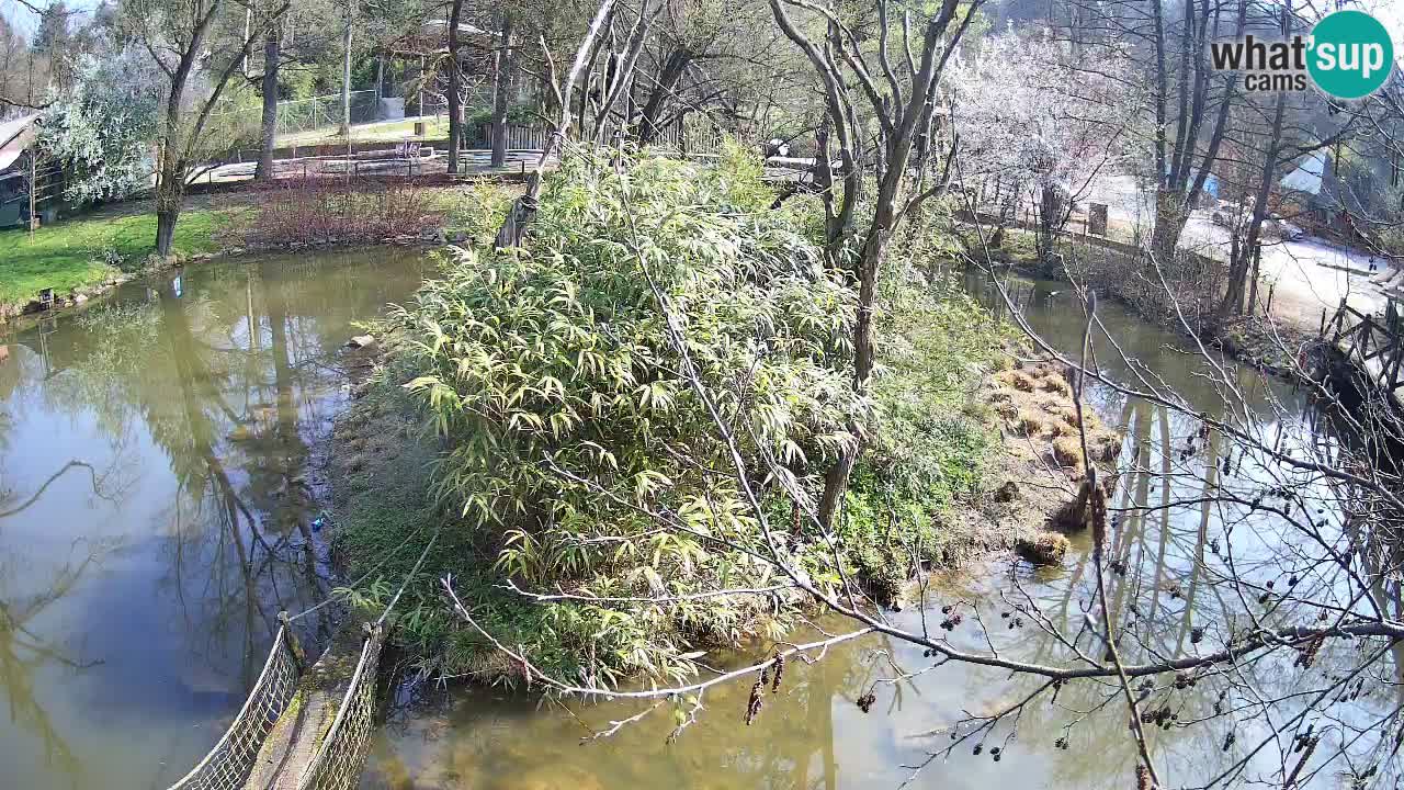 Gibbon à joues jaunes Zoo Ljubljana live cam