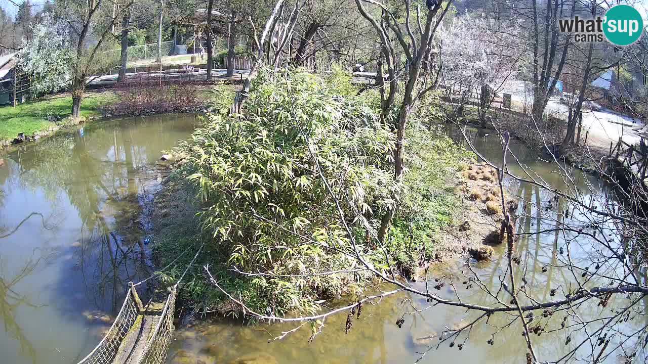 Gibbon à joues jaunes Zoo Ljubljana live cam