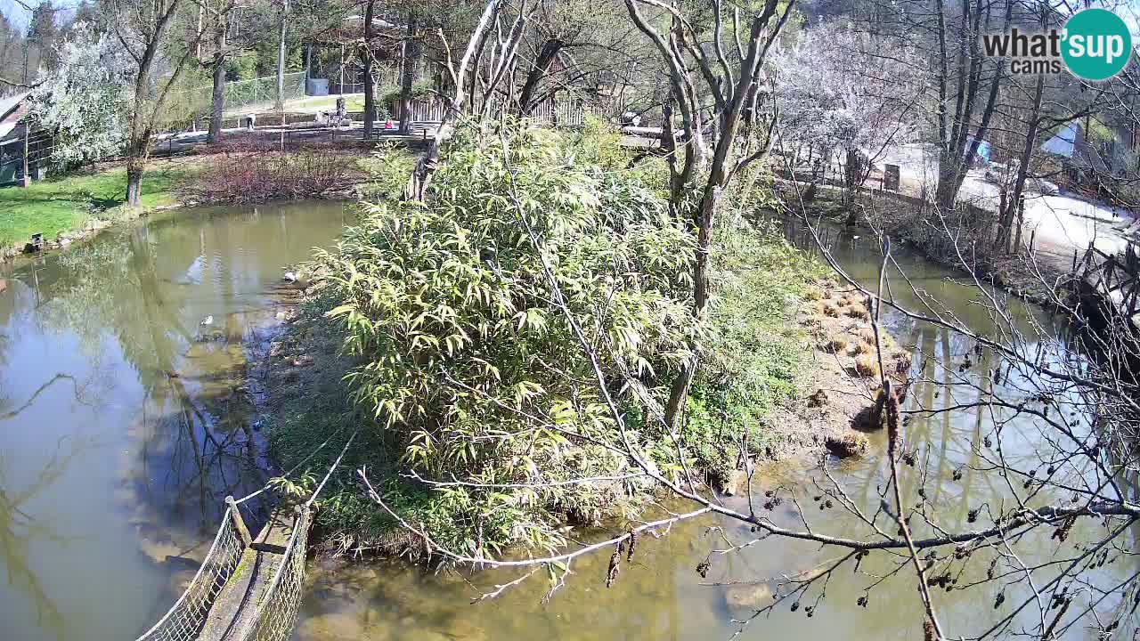 Südlicher Gelbwangen-Schopfgibbon Zoo Ljubljana webcam