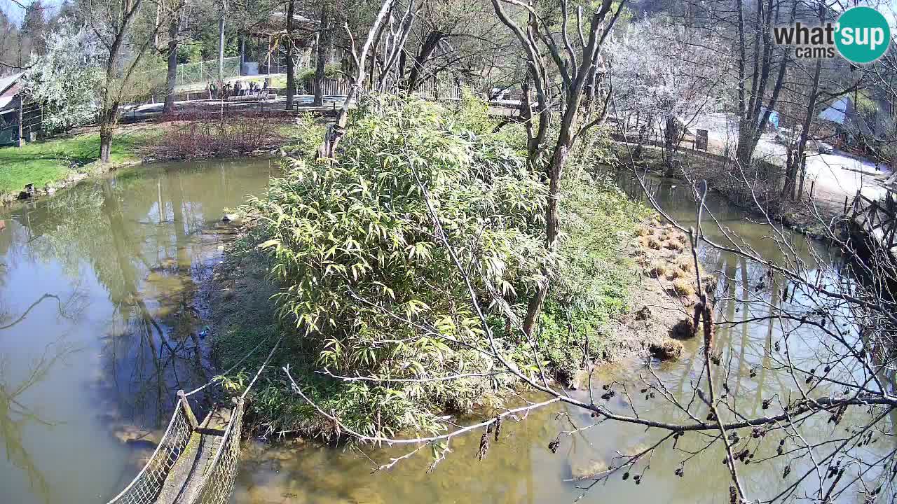 Südlicher Gelbwangen-Schopfgibbon Zoo Ljubljana webcam