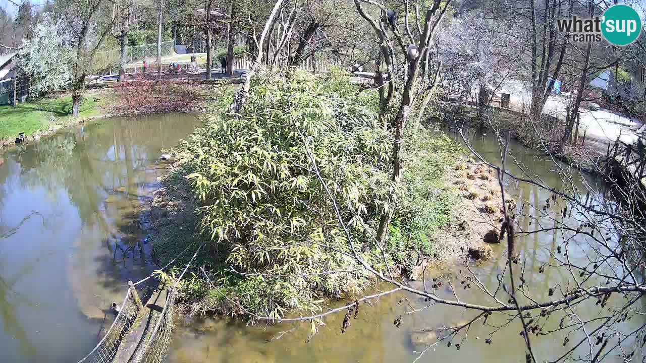 Gibbon à joues jaunes Zoo Ljubljana live cam