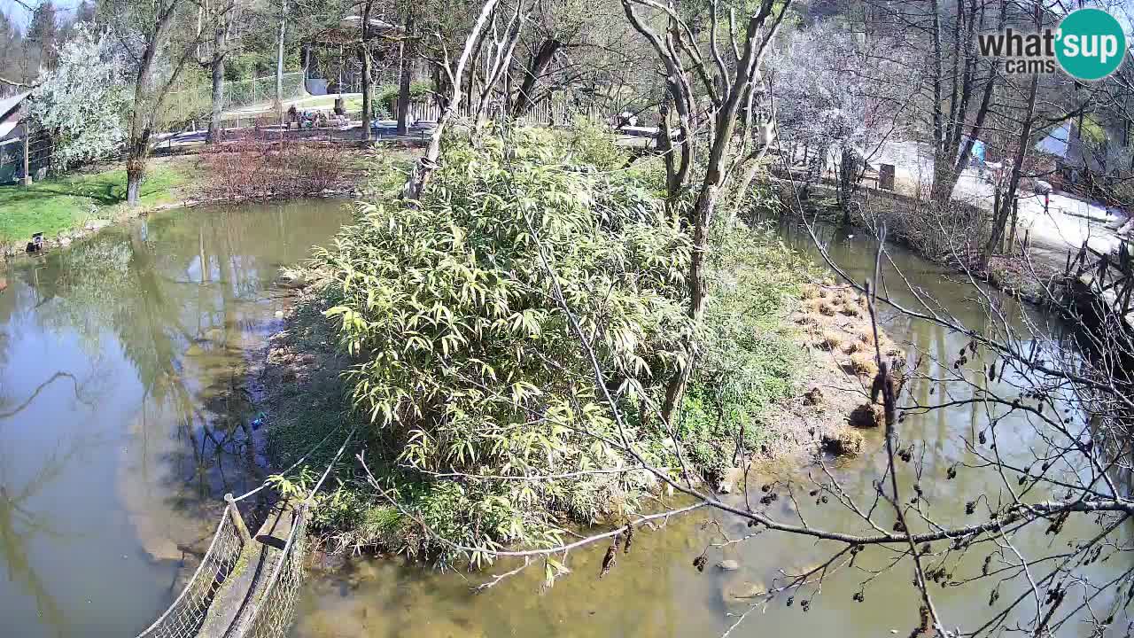 Gibbon à joues jaunes Zoo Ljubljana live cam