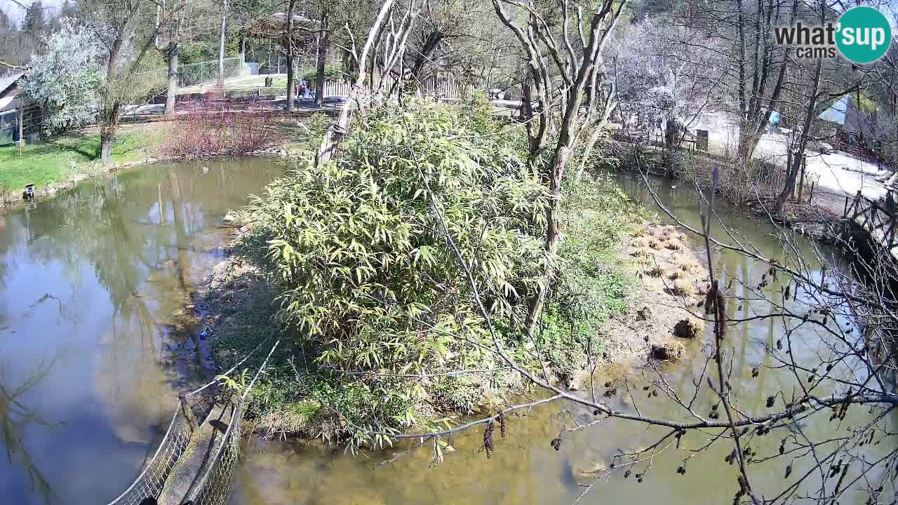 Gibón de mejillas beige Zoo Ljubljana
