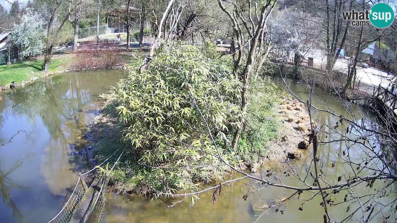 Gibbon à joues jaunes Zoo Ljubljana live cam