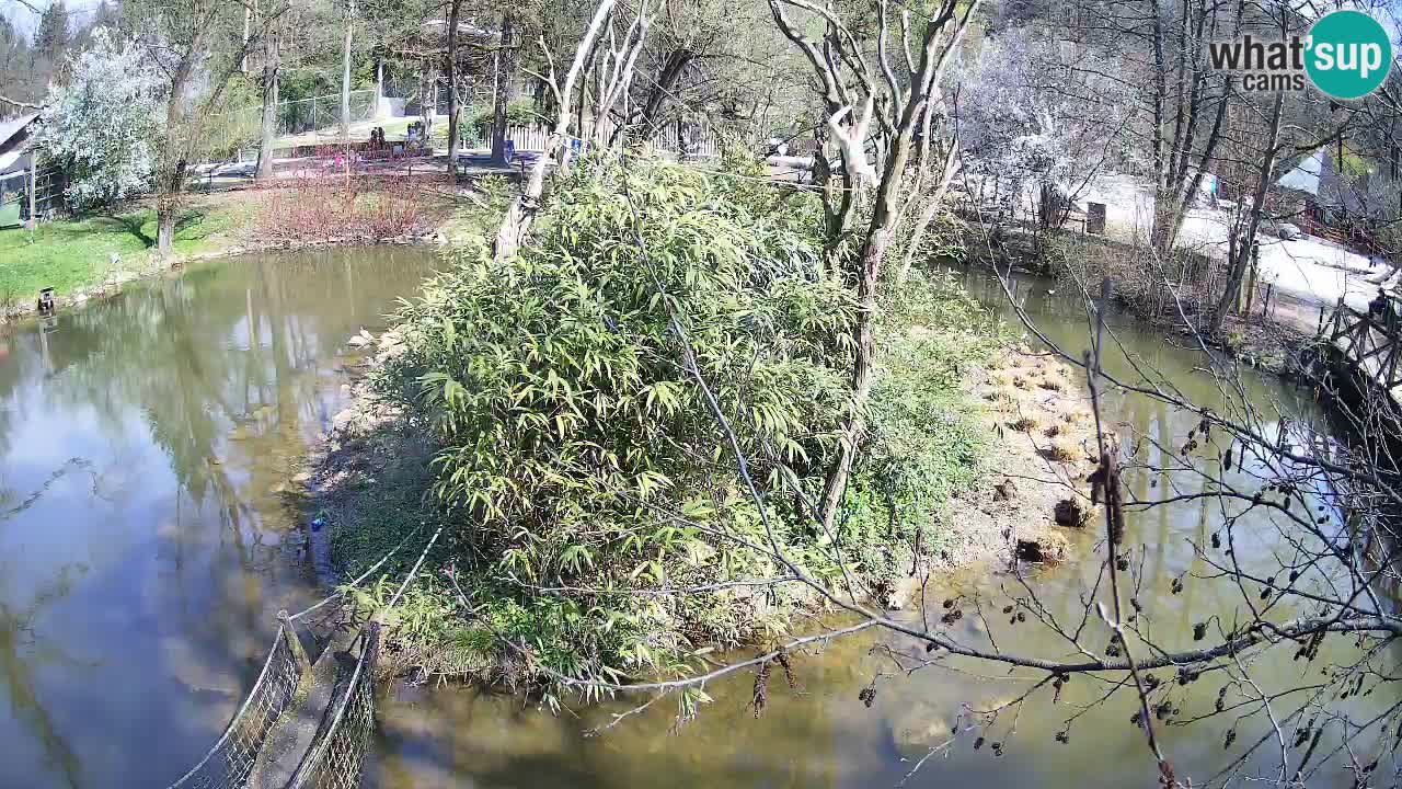 Gibbon à joues jaunes Zoo Ljubljana live cam