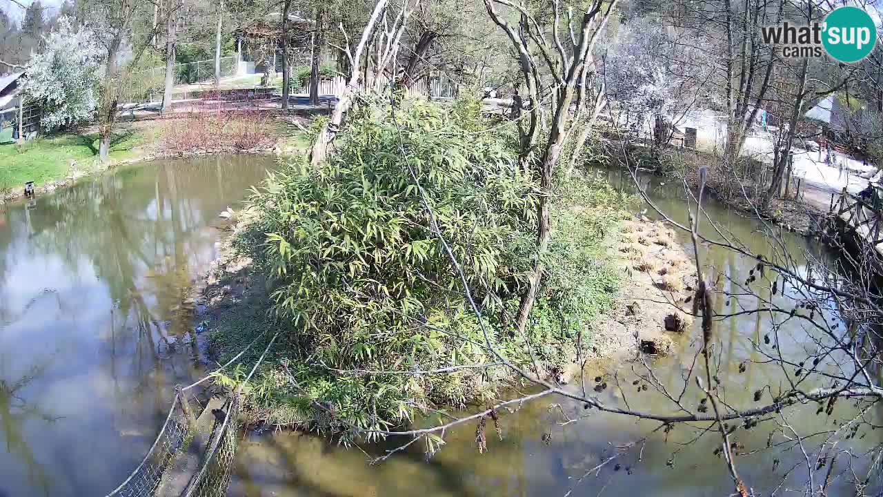 Südlicher Gelbwangen-Schopfgibbon Zoo Ljubljana webcam