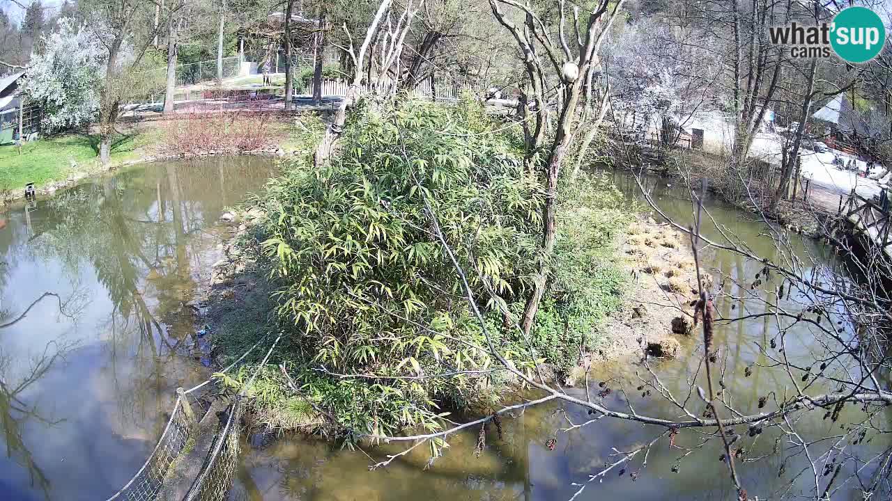Gibon – Nomascus gabriellae – Zoo Ljubljana web kamera