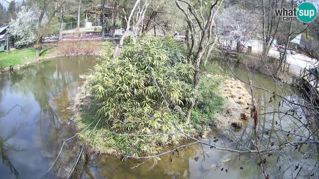 Gibbon à joues jaunes Zoo Ljubljana live cam