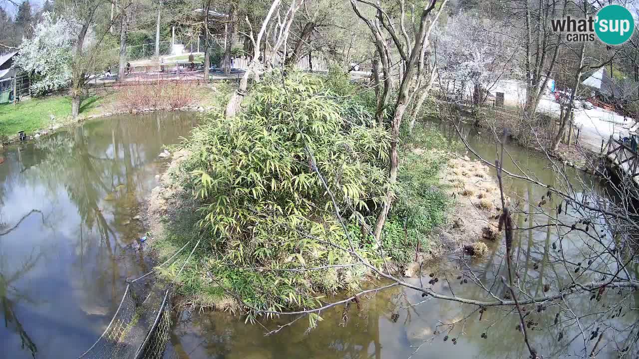 Gibbone dalle guance rosa nello ZOO di Ljubljana