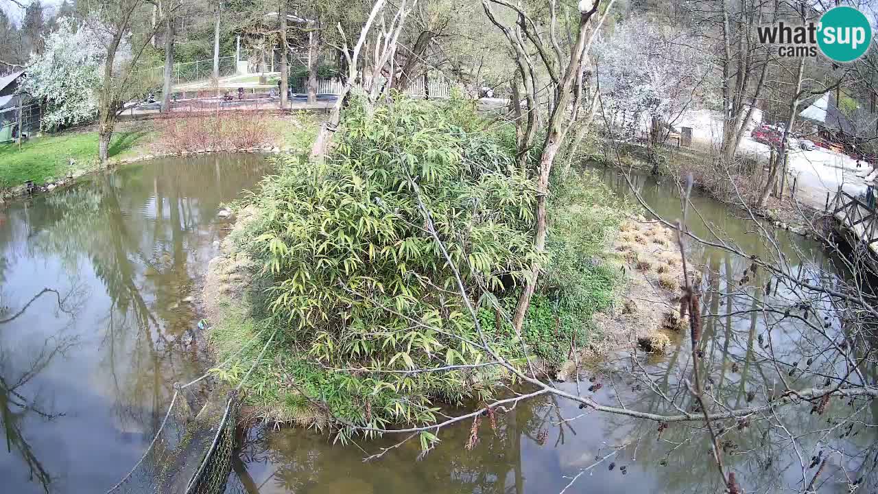 Gibón de mejillas beige Zoo Ljubljana