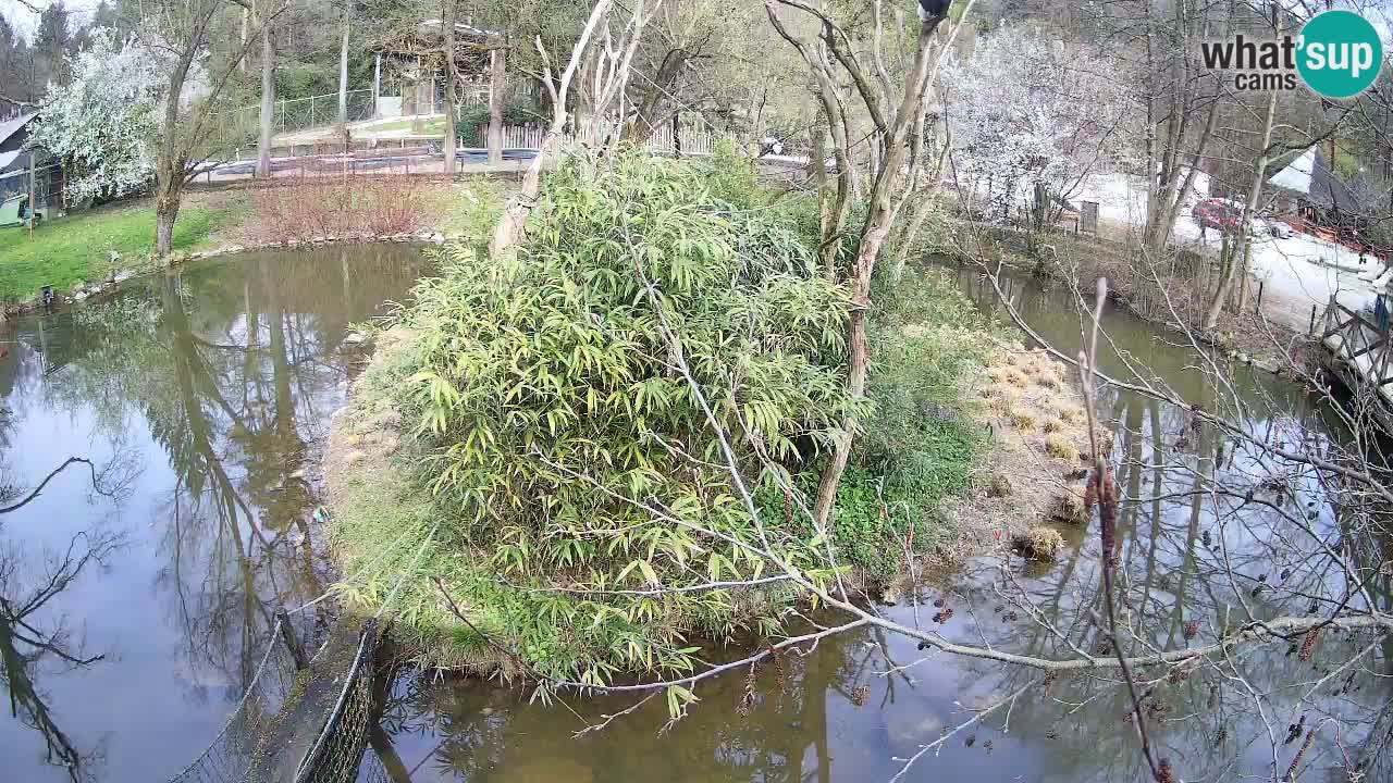 Gibon – Nomascus gabriellae – Zoo Ljubljana web kamera