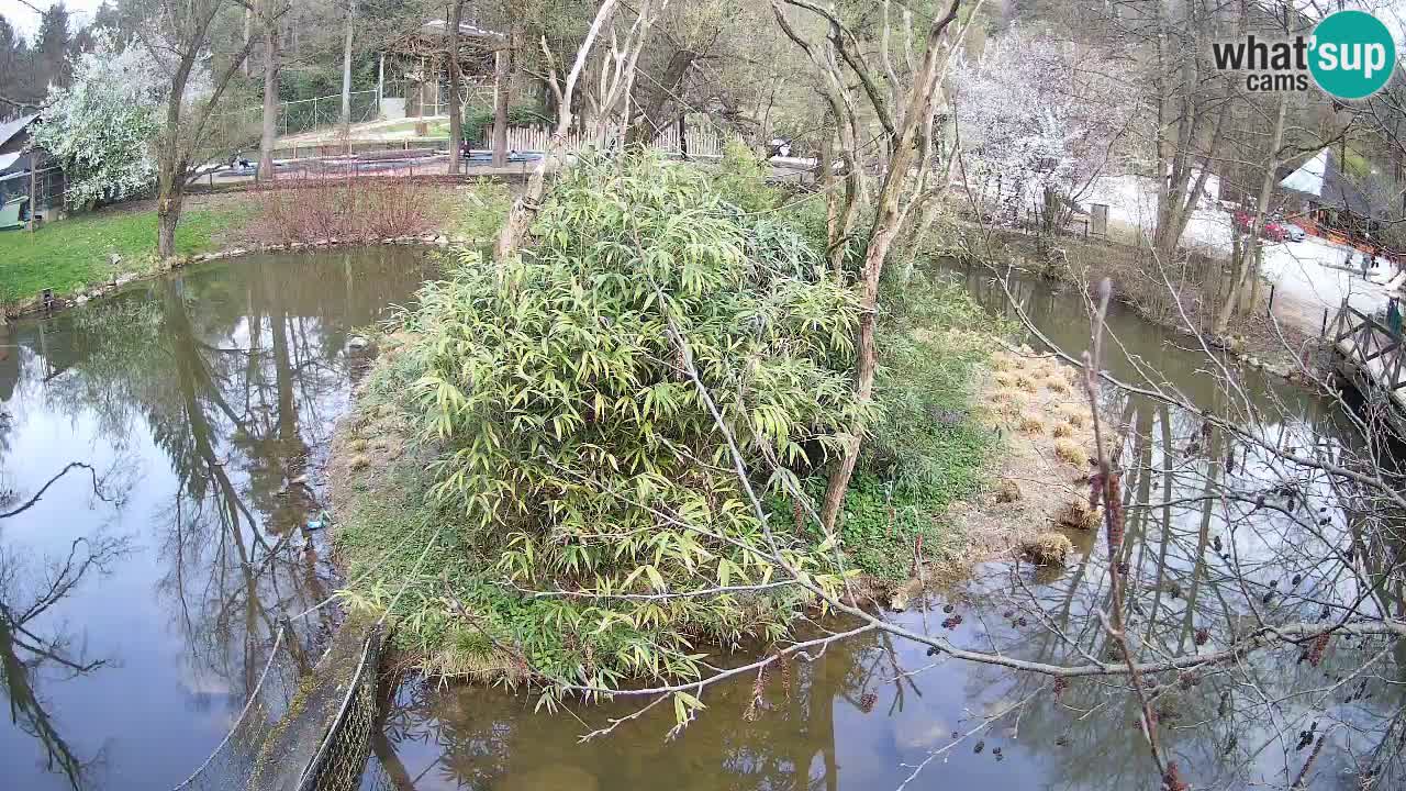 Gibbon à joues jaunes Zoo Ljubljana live cam