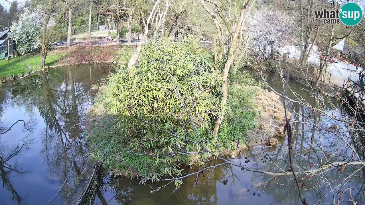 Gibon – Nomascus gabriellae – Zoo Ljubljana web kamera