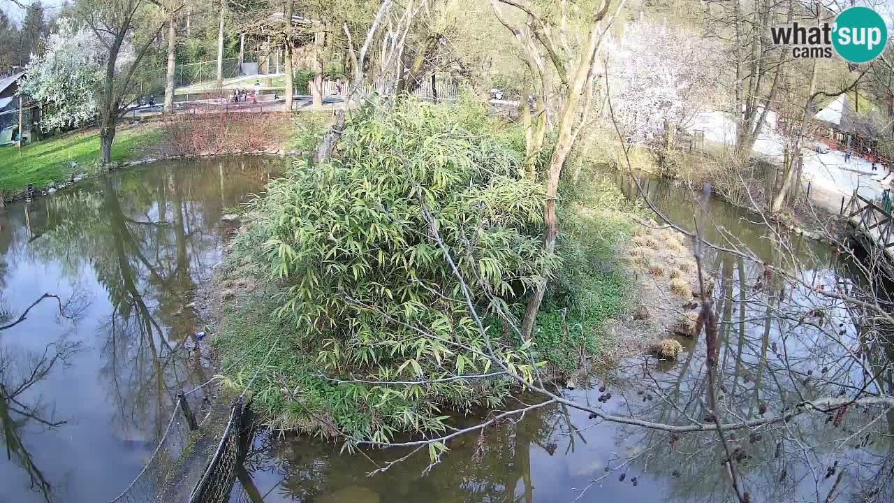 Gibon – Nomascus gabriellae – Zoo Ljubljana web kamera