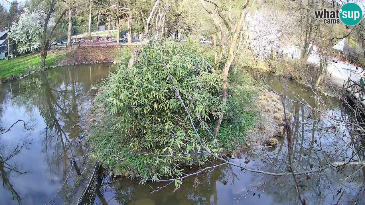 Gibbone dalle guance rosa nello ZOO di Ljubljana