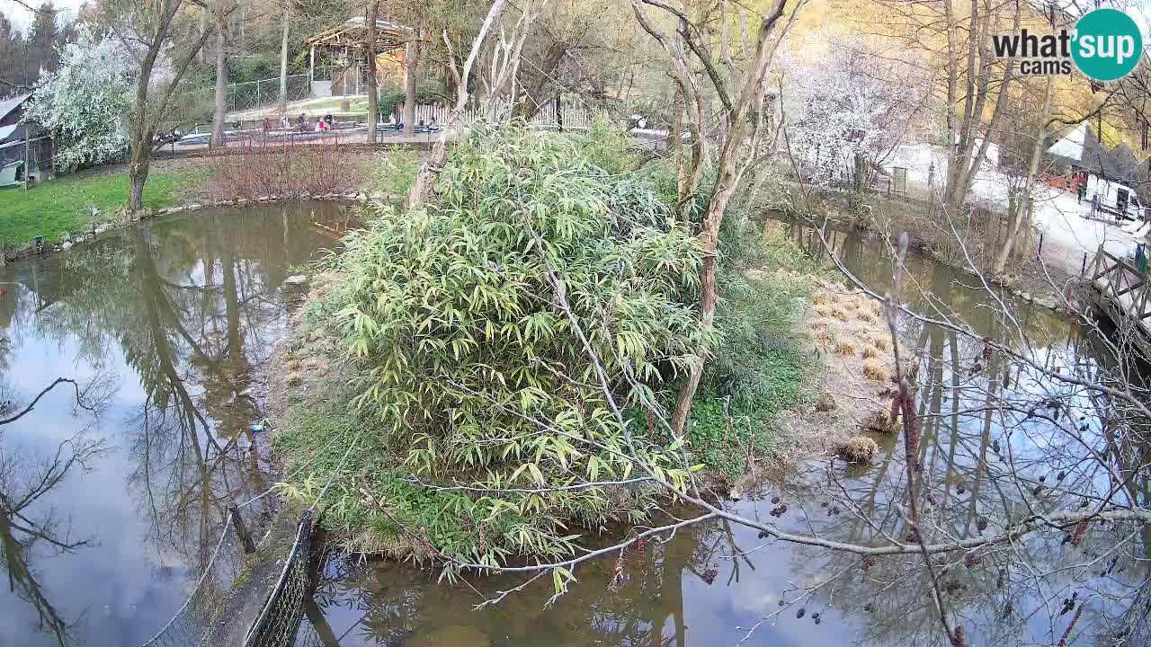 Gibon – Nomascus gabriellae – Zoo Ljubljana web kamera