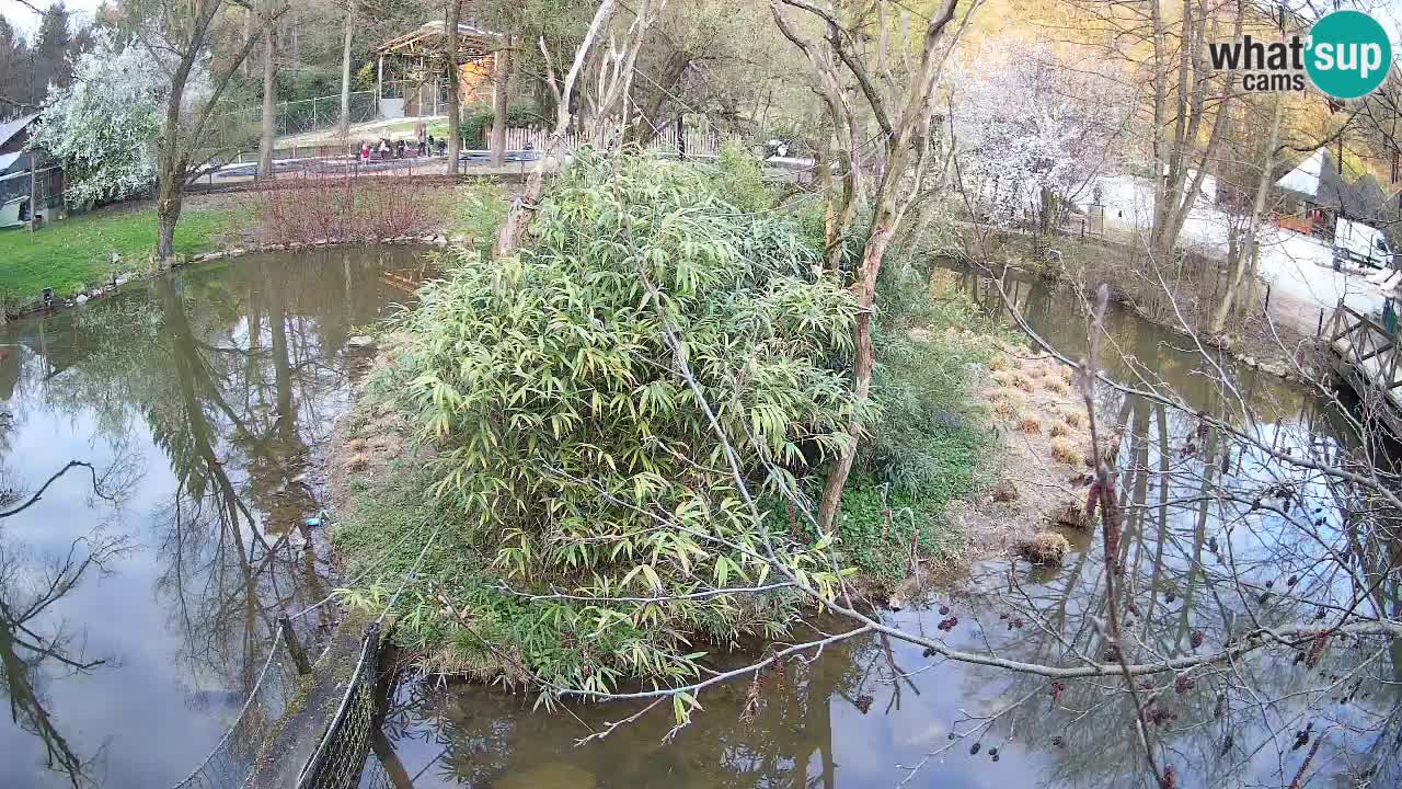 Zlatolični gibon živalski vrt Ljubljana