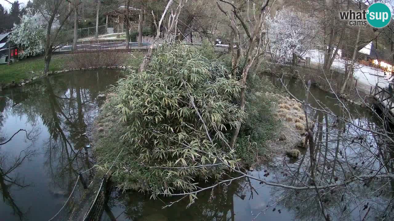 Gibbone dalle guance rosa nello ZOO di Ljubljana