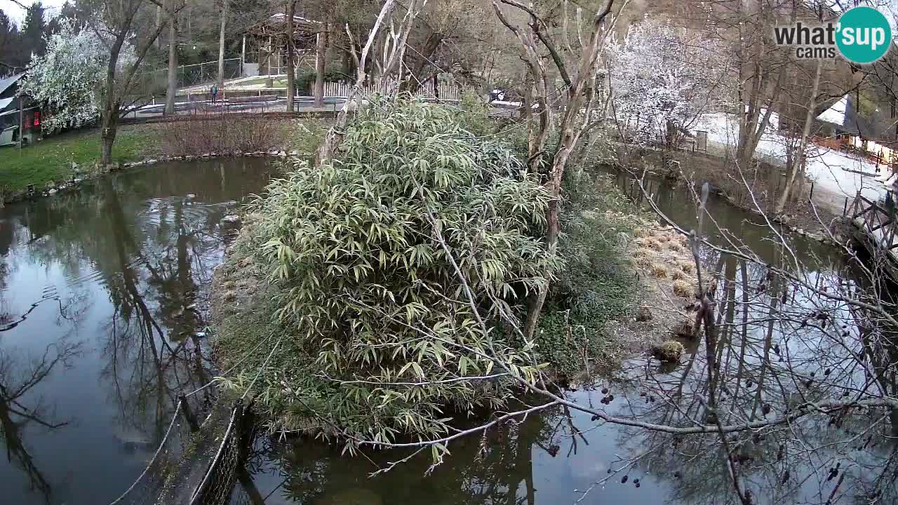 Südlicher Gelbwangen-Schopfgibbon Zoo Ljubljana webcam