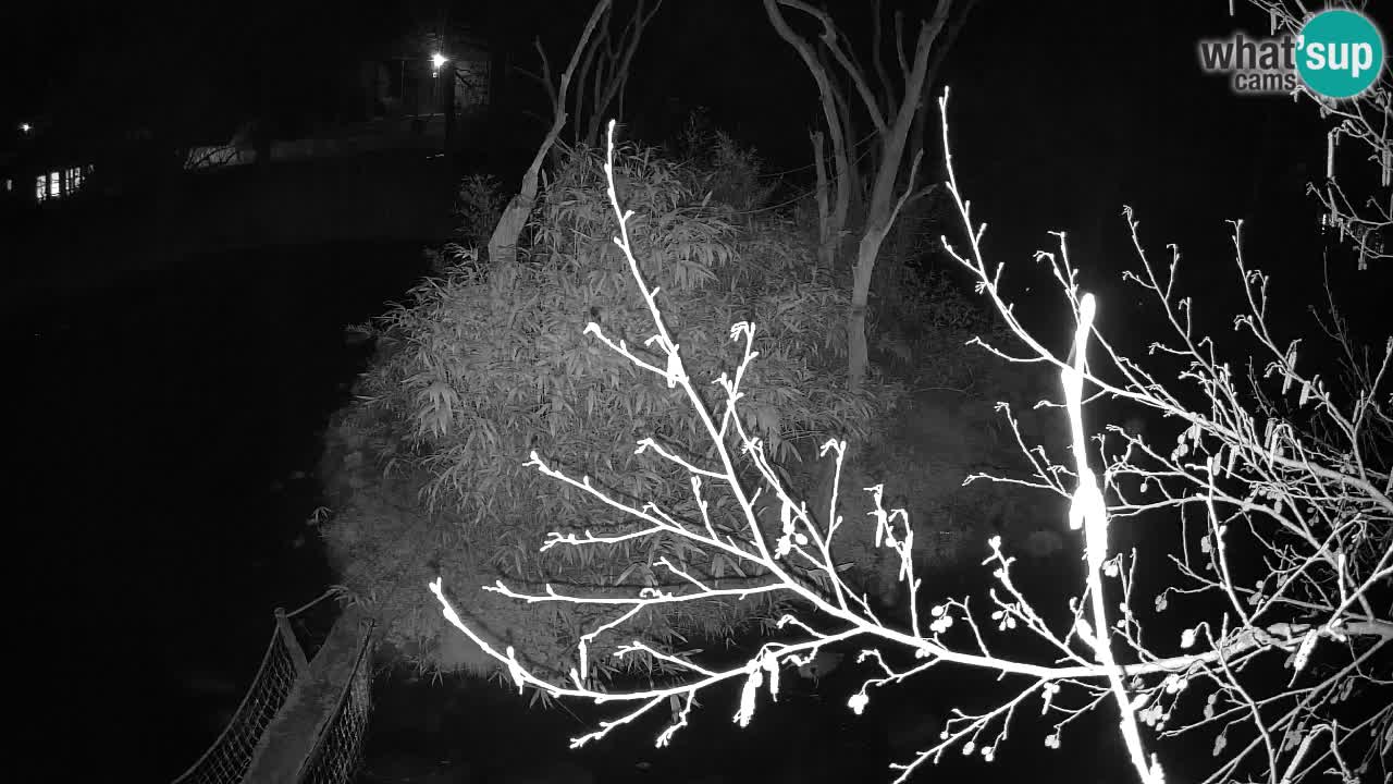 Südlicher Gelbwangen-Schopfgibbon Zoo Ljubljana webcam