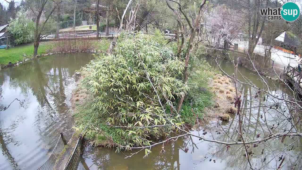 Gibón de mejillas beige Zoo Ljubljana