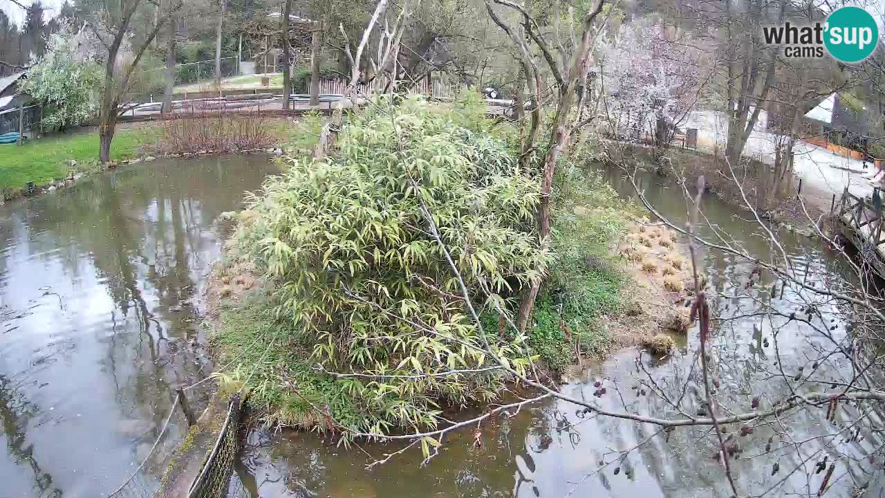 Südlicher Gelbwangen-Schopfgibbon Zoo Ljubljana webcam