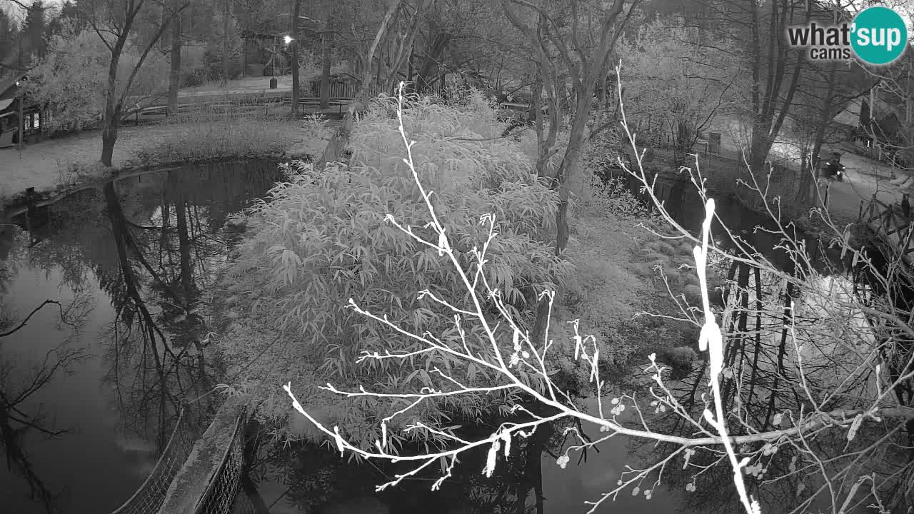 Gibón de mejillas beige Zoo Ljubljana