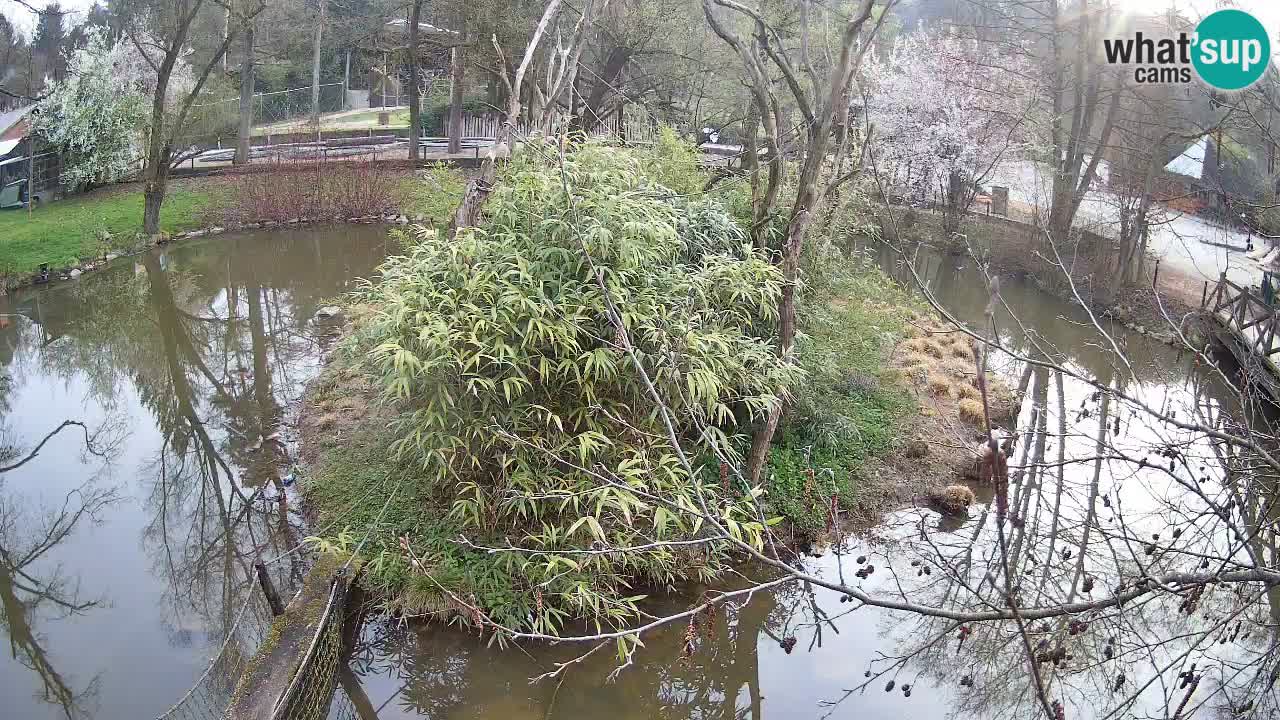 Südlicher Gelbwangen-Schopfgibbon Zoo Ljubljana webcam