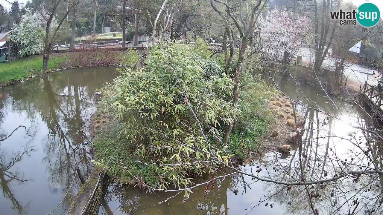 Südlicher Gelbwangen-Schopfgibbon Zoo Ljubljana webcam