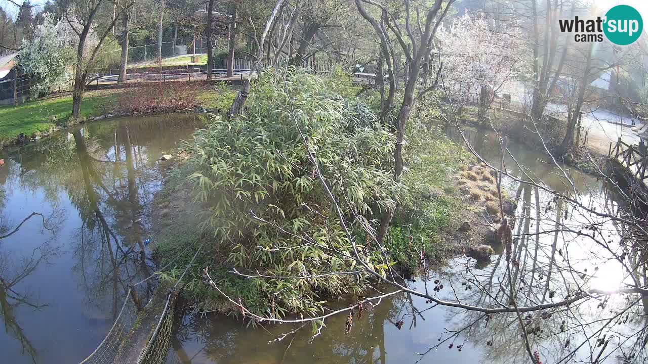 Yellow-cheeked gibbon Zoo Ljubljana livecam
