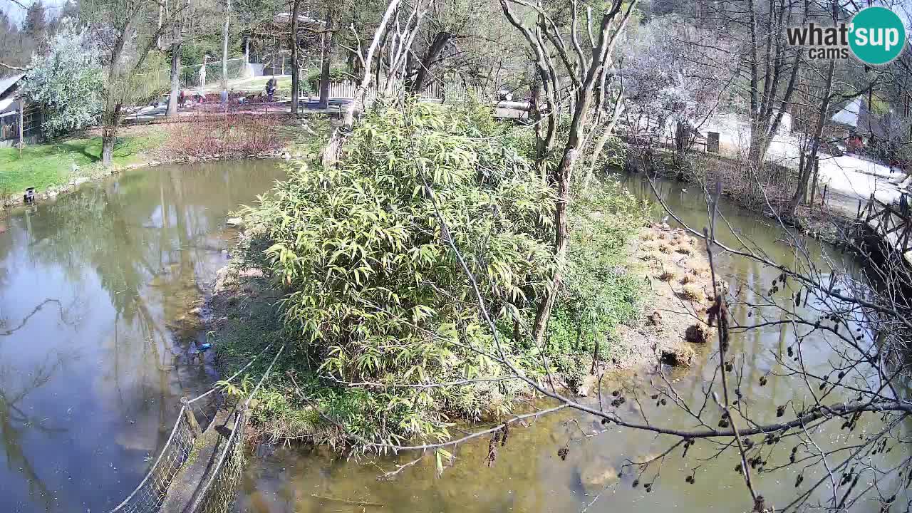 Yellow-cheeked gibbon Zoo Ljubljana livecam