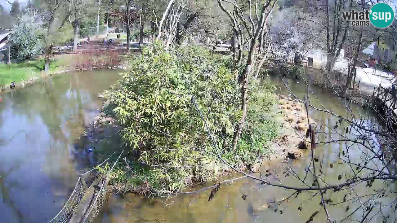 Yellow-cheeked gibbon Zoo Ljubljana livecam